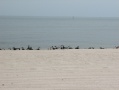 2-Gulf Coast